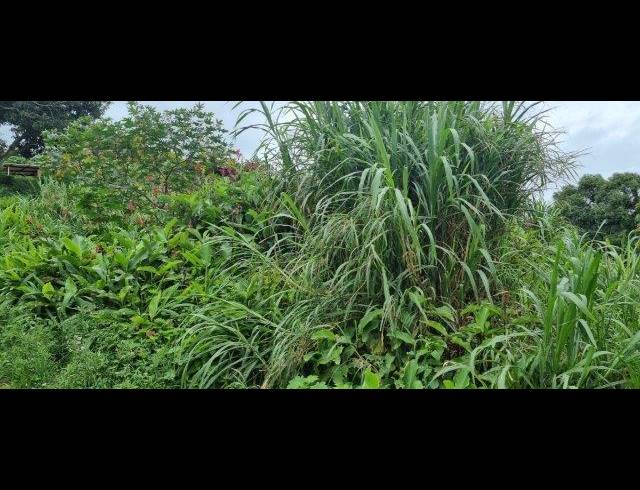 3,699M² VACANT LAND FOR SALE IN AVOCA